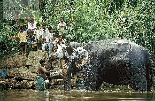 Ein Tempelelefant wird von seinem Mahut gebadet und Kinder beobachten ihn in einem Fluss in Courtalam Kutralam Kuttalam  Tamil Nadu  Südindien  Indien  Asien