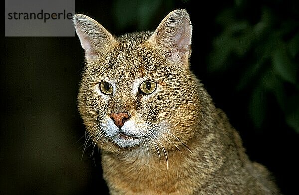 Dschungelkatze (felis chaus)  Porträt eines Erwachsenen