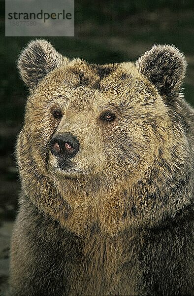 Braunbär (ursus arctos)  Porträt eines Erwachsenen