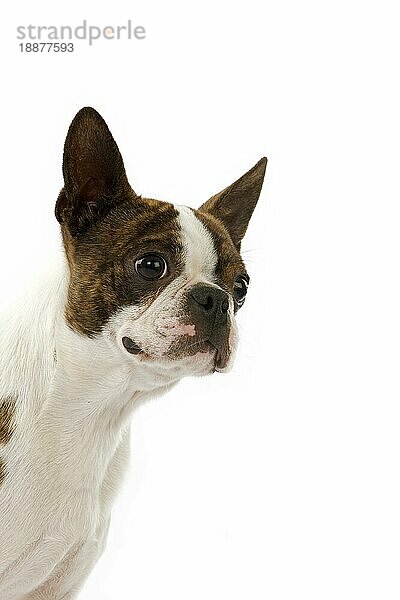 Boston Terrier  Porträt von Hund gegen weißen Hintergrund