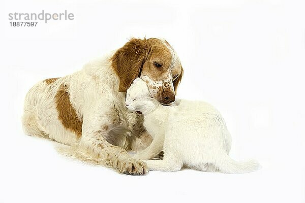 Französisch Spaniel Hund (Zimt Farbe) mit weißen Hauskatze gegen weißen Hintergrund