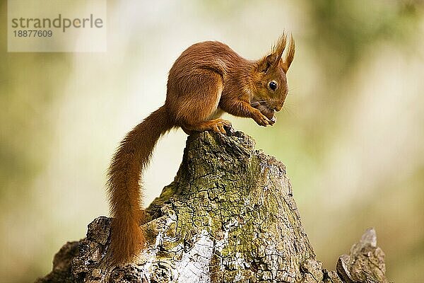 ROTER SQUIRREL (sciurus vulgaris)  ERWACHSENER FÄSST HAZELNUSS  NORMANDY