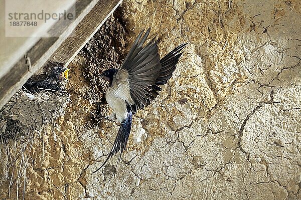 Rauchschwalbe (hirundo rustica)  Erwachsener im Flug  füttert Küken am Nest  Normandie