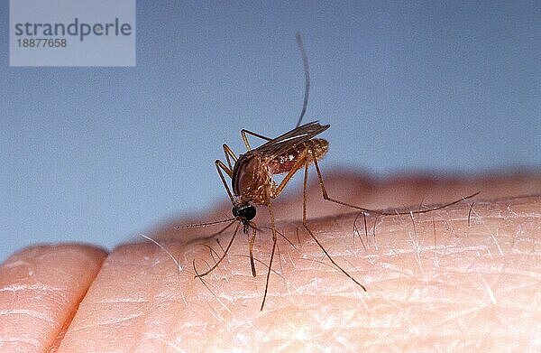 Stechmücke  culex quinquefasciatus  Erwachsene stechende Haut  Florida