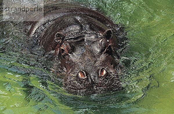 Nilpferd (Hippopotamus amphibius)  Kopf eines Erwachsenen  der aus dem Wasser auftaucht