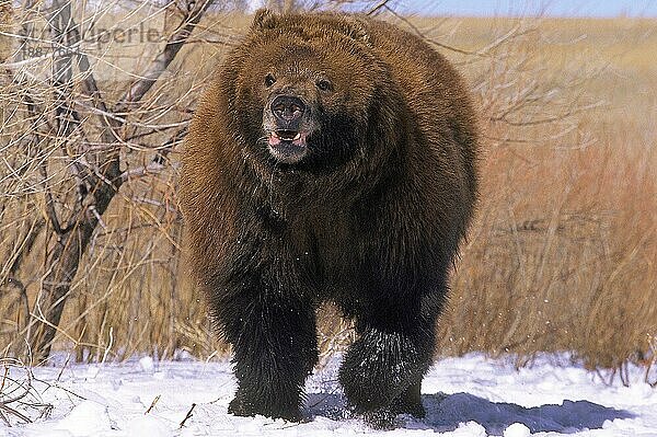 Kodiakbär (ursus arctos middendorffi)  ERWACHSENER IM SCHNEE STEHEND  ALASKA