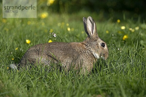 Europäisches Kaninchen (oryctolagus cuniculus) oder Wildkaninchen  erwachsen mit Blumen  Normandie