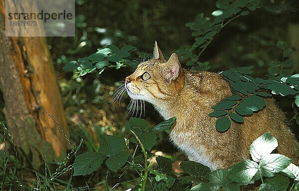 EUROPÄISCHE WILDKATZE (felis silvestris)  ERWACHSENER mit Blick nach oben