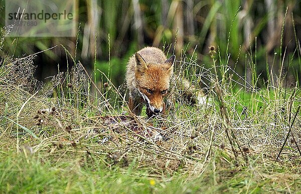 Rotfuchs (vulpes vulpes)  Erwachsener  tötet einen Fasan phasianus colchicus  Normandie