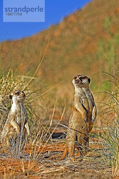 MEERKATze (suricata suricatta)  ERWACHSENE  AUF HINTERBeinen  NAMIBIA