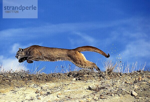 Puma (puma concolor)  ERWACHSENE LÄUFER  MONTANA