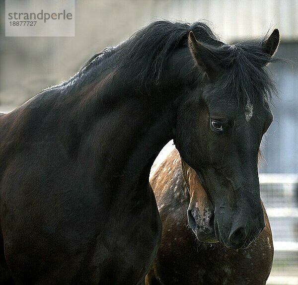 Appaloosa-Pferd  Porträt eines Erwachsenen