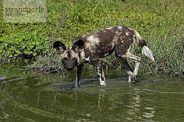 AFRIKANISCHER WILDHUND (lycaon pictus)  ERWACHSENER IM WASSER  NAMIBIA