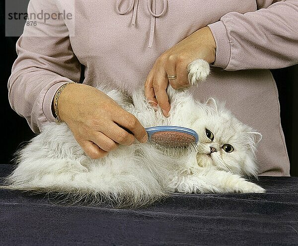 PFLEGE EINER WEISSEN PERSISCHEN HAUSKATZE