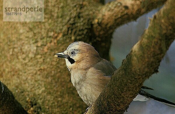 Europäischer Eichelhäher (garrulus glandarius)  ERWACHSENER AM BRANSCH