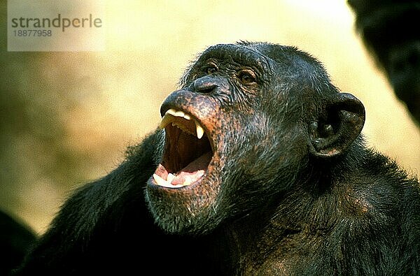 Schimpanse (Pan troglodytes)  Erwachsener ruft