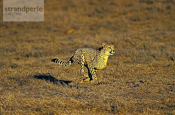 Gepard (acinonyx jubatus)  ERWACHSENER LAUFEND  MASAI MARA PARK  KENIA