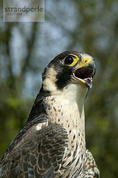 Wanderfalke (falco peregrinus)  Porträt eines Erwachsenen  rufend