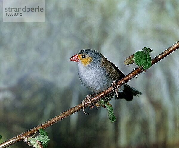 Orangebäckchen (estrilda melpoda)  Erwachsener auf Ast