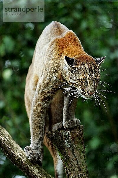 Asiatische Goldkatze oder Temmink-Katze  catopuma temmincki  Erwachsene