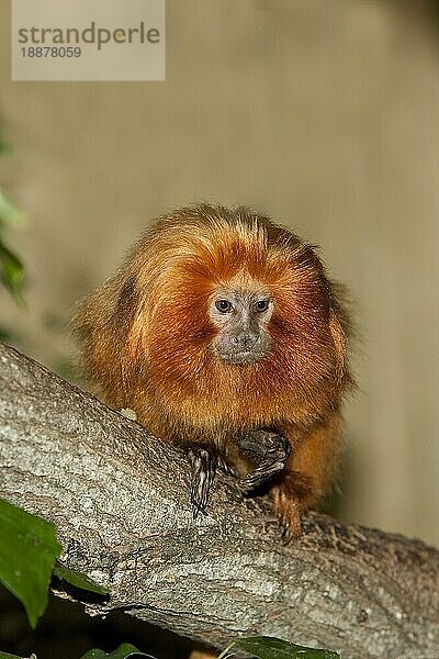 GOLDENER LÖWE ERWACHSENER TAMARIN leontideus rosalia AUF BRANCHE