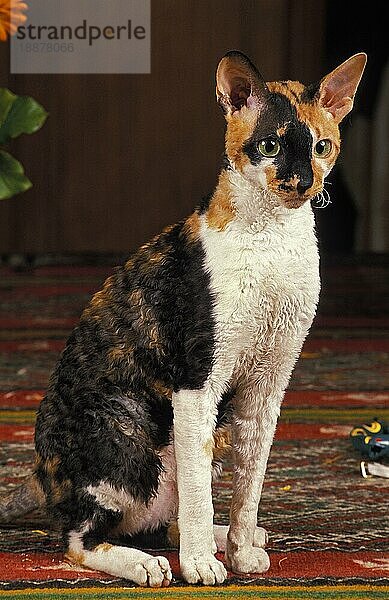 CORNISH REX KATZE  ERWACHSEN SITZEND