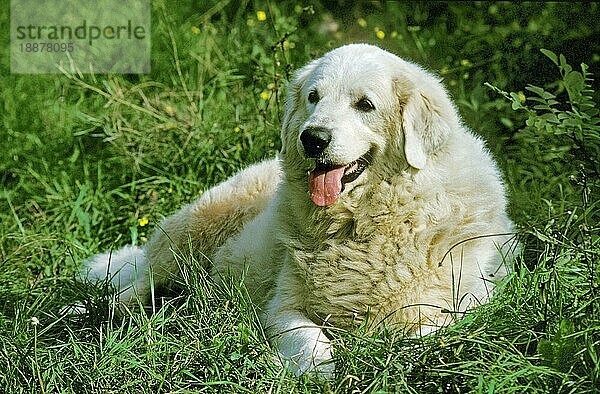 Großer Pyrenäenhund oder Pyrenäenberghund  Erwachsener liegend auf Gras
