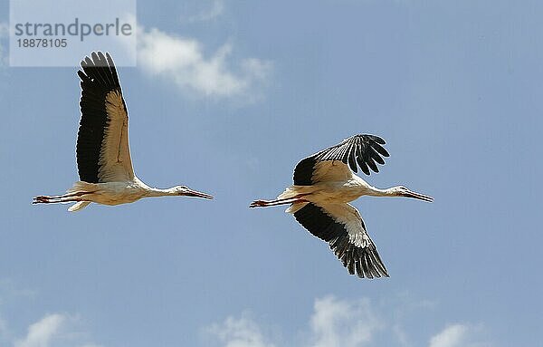 Weißstorch (ciconia ciconia)  Erwachsener im Flug