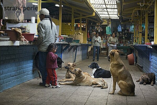 Straßenhund betteln um Futter  Otavalo  Provinz Imbabura  Ekuador