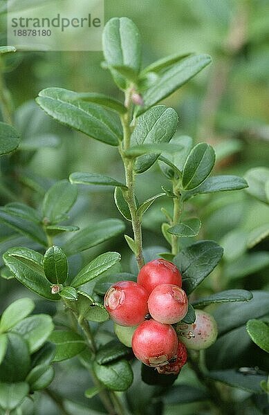 Preiselbeeren (Vaccinium vitis-idaea)  Norwegen  Europa