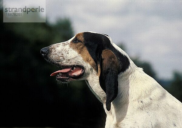 Ariegeois-Hund  Porträt eines Erwachsenen