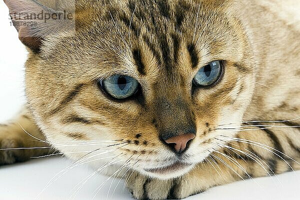 Seal Mink Tabby Bengalische Hauskatze  Portrait eines Katers vor weißem Hintergrund