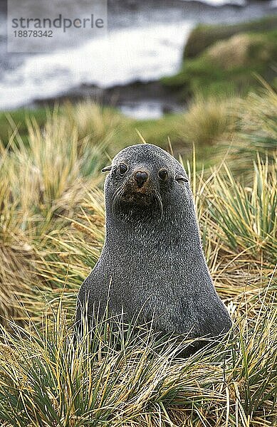 ANTarktische Pelzrobbe (arctocephalus gazella)  PORTRAIT EINES ERWACHSENEN