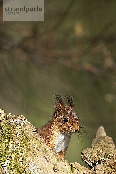 Rotes Eichhörnchen (sciurus vulgaris)  erwachsen  Normandie