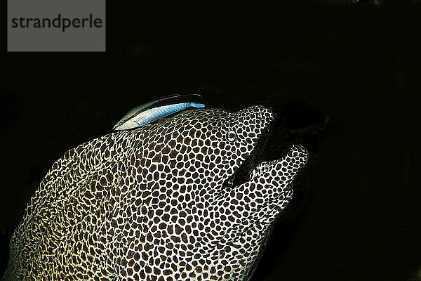 Wabenmuräne (Gymnothorax favagineus)  Erwachsener mit einem Blaustreifen-Putzerfisch  labroides dimidiatus  Südafrika