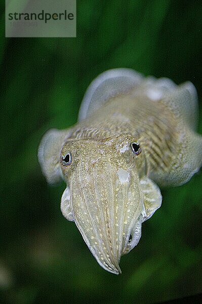 Tintenfisch  sepia sp. erwachsen