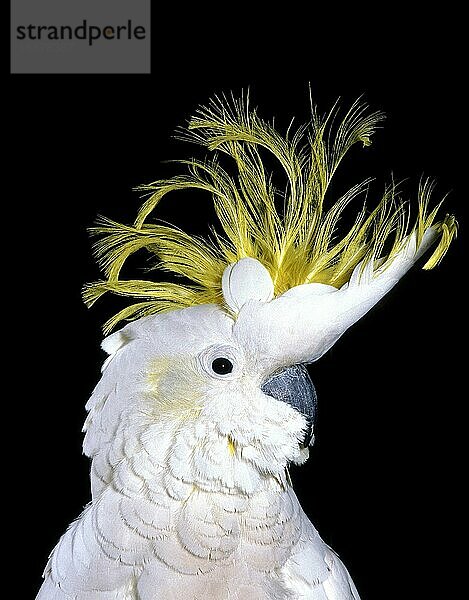 Kleiner Schwefelhaubenkakadu (cacatua sulphurea)  Porträt vor schwarzem Hintergrund