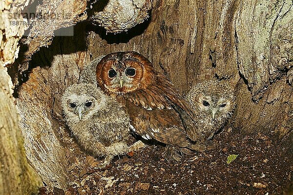 Waldkauz (strix aluco)  Erwachsener mit Küken am Nest  Normandie