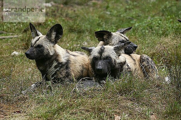 Afrikanischer Wildhund (lycaon pictus)  erwachsene Tiere im Gras liegend