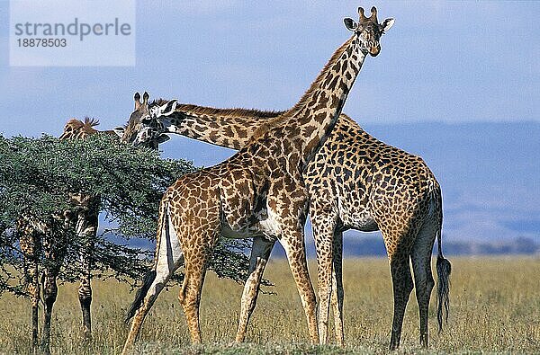 Masai Giraffe (giraffa camelopardalis tippelskirchi)  Herde von Erwachsenen in Kenia