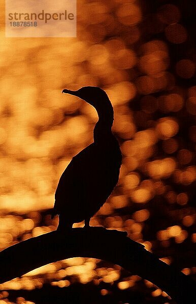 Doppelhaubenkormoran in der Abenddämmerung  Sanibe (Phalacrocorax auritus)  Island  USA  Europa