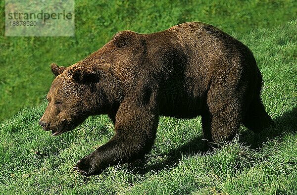 BRAUNBÄR (ursus arctos)  ERWACHSENER AUF GRAS GÄNZEND