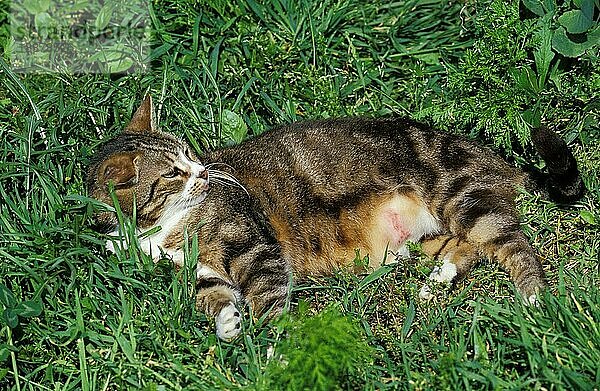 Braun gestromte und weiße Hauskatze  erwachsen  liegt auf Gras