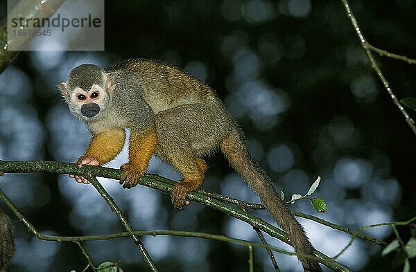 SQUIRREL MONKEY (saimiri sciureus)  ERWACHSENER AUF BRANCHE STEHEND