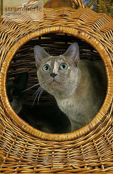 Tonkinese Hauskatze  Erwachsene stehend im Korb