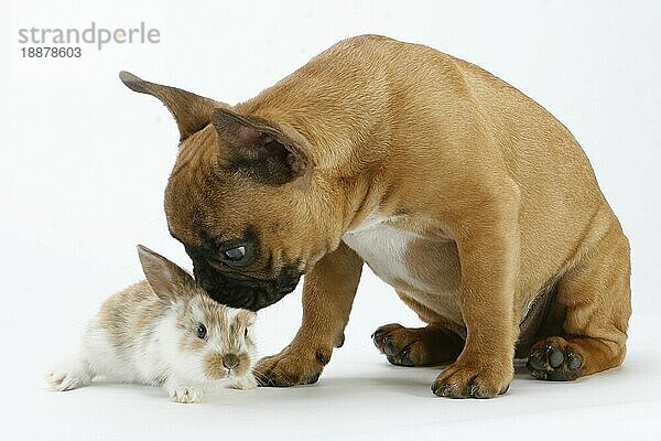 Französische Bulldogge  Welpe  und Hauskaninchen  Jungtier