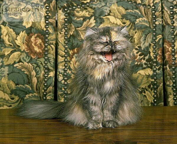 Perser Hauskatze  Erwachsener gähnend