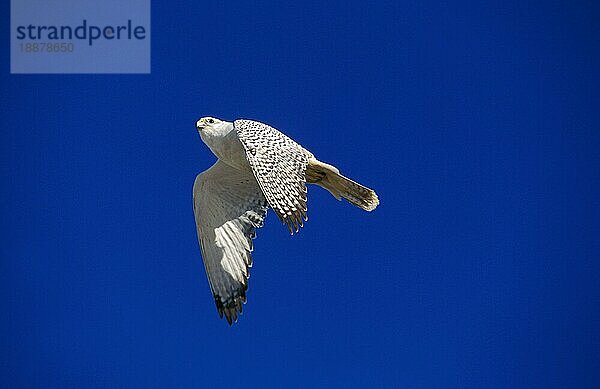 GYRFALKE (falco rusticolus)  ERWACHSENER IM FLUG  KANADA