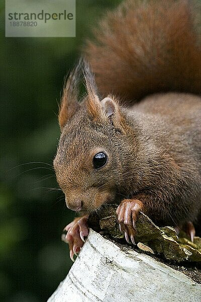 Rotes Eichhörnchen (sciurus vulgaris)  erwachsen  Normandie