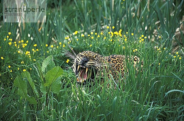 LEOPARD (panthera pardus)  ERWACHSENE SCHNARREN  DROHENDE HALTUNG